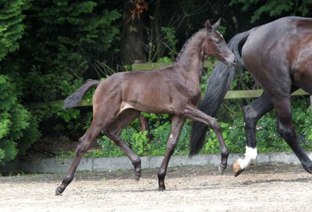 Warmblood Foals For Sale